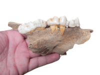 Jaw1
